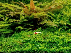 Basic Aquarienpflanzen Set